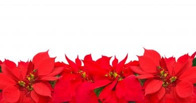 Flor de nochebuena