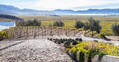 Viñedos de Baja California