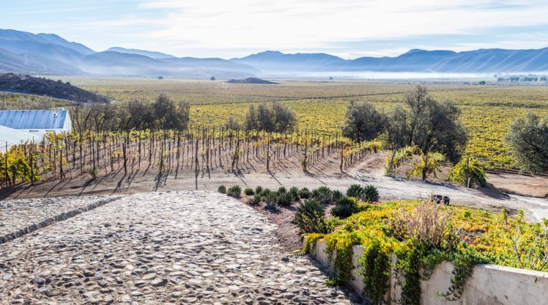 Viñedos de Baja California