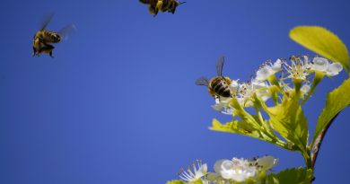 Abejas volando alrededor de unas flores.
