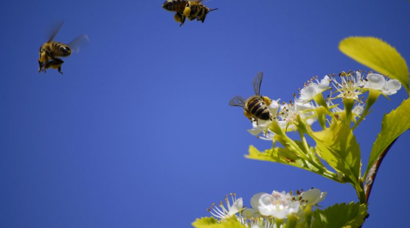 Abejas volando alrededor de unas flores.