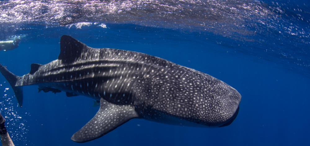 Tiburón Ballena